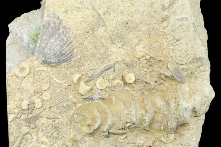 Archimedes Screw Bryozoan Fossil - Alabama #178206